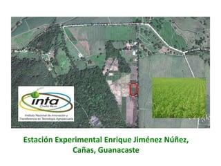 El cultivo del arroz en Costa Rica