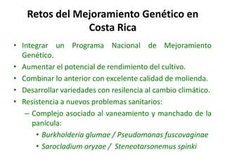 El cultivo del arroz en Costa Rica