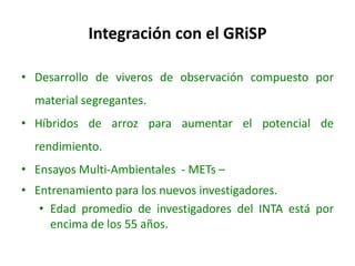 El cultivo del arroz en Costa Rica