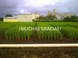 El cultivo del arroz en Costa Rica