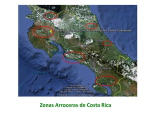 El cultivo del arroz en Costa Rica