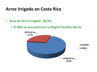 El cultivo del arroz en Costa Rica