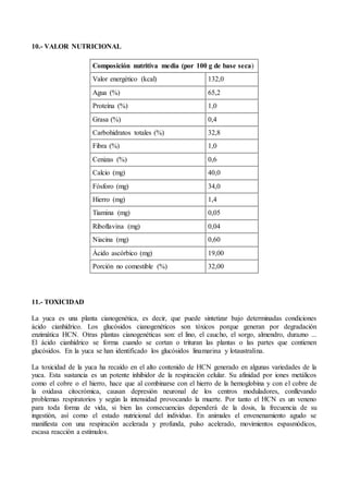 10.- VALOR NUTRICIONAL
Composición nutritiva media (por 100 g de base seca)
Valor energético (kcal) 132,0
Agua (%) 65,2
Proteína (%) 1,0
Grasa (%) 0,4
Carbohidratos totales (%) 32,8
Fibra (%) 1,0
Cenizas (%) 0,6
Calcio (mg) 40,0
Fósforo (mg) 34,0
Hierro (mg) 1,4
Tiamina (mg) 0,05
Riboflavina (mg) 0,04
Niacina (mg) 0,60
Ácido ascórbico (mg) 19,00
Porción no comestible (%) 32,00
11.- TOXICIDAD
La yuca es una planta cianogenética, es decir, que puede sintetizar bajo determinadas condiciones
ácido cianhídrico. Los glucósidos cianogenéticos son tóxicos porque generan por degradación
enzimática HCN. Otras plantas cianogenéticas son: el lino, el caucho, el sorgo, almendro, durazno ...
El ácido cianhídrico se forma cuando se cortan o trituran las plantas o las partes que contienen
glucósidos. En la yuca se han identificado los glucósidos linamarina y lotaustralina.
La toxicidad de la yuca ha recaído en el alto contenido de HCN generado en algunas variedades de la
yuca. Esta sustancia es un potente inhibidor de la respiración celular. Su afinidad por iones metálicos
como el cobre o el hierro, hace que al combinarse con el hierro de la hemoglobina y con el cobre de
la oxidasa citocrómica, causan depresión neuronal de los centros moduladores, conllevando
problemas respiratorios y según la intensidad provocando la muerte. Por tanto el HCN es un veneno
para toda forma de vida, si bien las consecuencias dependerá de la dosis, la frecuencia de su
ingestión, así como el estado nutricional del individuo. En animales el envenenamiento agudo se
manifiesta con una respiración acelerada y profunda, pulso acelerado, movimientos espasmódicos,
escasa reacción a estímulos.
 