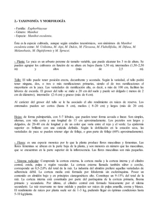 2.- TAXONOMÍA Y MORFOLOGÍA
- Familia: Euphorbiaceae
- Género: Manihot
- Especie: Manihot esculenta.
Ésta es la especie cultivada, aunque según estudios taxonómicos, son sinónimos de Manihot
esculenta como: M. Utilisima, M. Aipi, M. Dulcis, M. Flexuosa, M. Flabellifolia, M. Difusa, M.
Melanobasis, M. Digitiformis y M. Sprucei.
- Planta: La yuca es un arbusto perenne de tamaño variable, que puede alcanzar los 3 m de altura. Se
pueden agrupar los cultivares en función de su altura en: bajos (hasta 1,50 m), intermedios (1,50-2,50
m) y altos (más de 2,5 m).
Tallo: El tallo puede tener posición erecta, decumbente y acostada. Según la variedad, el tallo podrá
tener ninguna, dos, o tres o más ramificaciones primarias, siendo el de tres ramificaciones el
mayoritario en la yuca. Las variedades de ramificación alta, es decir, a más de 100 cm, facilitan las
labores de escarda. El grosor del tallo se mide a 20 cm del suelo y puede ser delgado ( menos de 2
cm de diámetro), intermedio (2-4 cm) y grueso (más de 4 cm).
Al carácter del grosor del tallo se le ha asociado el alto rendimiento en raíces de reserva. Los
entrenudos pueden ser cortos (hasta 8 cm), medios ( 8-20 cm) y largos (más de 20 cm).
Hojas: de forma palmipartida, con 5-7 lóbulos, que pueden tener forma aovada o linear. Son simples,
alternas, con vida corta y una longitud de 15 cm aproximadamente. Los peciolos son largos y
delgados, de 20-40 cm de longitud y de un color que varía entre el rojo y el verde. La epidermis
superior es brillante con una cutícula definida. Según la defoliación en la estación seca, las
variedades de yuca se pueden retener algo de follaje, o gran parte de follaje (60% aproximadamente).
- Flores: es una especie monoica por lo que la planta produce flores masculinas y femeninas. Las
flores femeninas se ubican en la parte baja de la planta, y son menores en número que las masculinas,
que se encuentran en la parte superior de la inflorescencia. Las flores masculinas son más pequeñas.
- Sistema radicular: Comprende la corteza externa, la corteza media y la corteza interna y el cilindro
central, estela, pulpa o región vascular. La corteza externa llamada también súber o corcho,
corresponde un 0,5-2,0% del total de la raíz. La industria del almidón prefiere aquellas variedades de
adherencia débil. La corteza media está formada por felodermis sin esclerénquima. Posee un
contenido en almidón bajo y en principios cianogenéticos alto. Constituye un 9-15% del total de la
raíz. La corteza interna está constituida por parte del parénquima de la corteza primaria, floema
primario y secundario. Por último, el cilindro central está formado básicamente por el xilema
secundario. La raíz reservante no tiene médula y pueden ser raíces de pulpa amarilla, crema y blanca.
El rendimiento de raíces por planta suele ser de 1-3 kg, pudiendo llegar en óptimas condiciones hasta
5-10 kg/planta.
 
