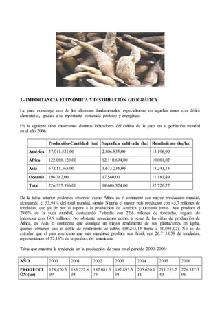 3.- IMPORTANCIA ECONÓMICA Y DISTRIBUCIÓN GEOGRÁFICA
La yuca constituye uno de los alimentos fundamentales, especialmente en aquellas zonas con déficit
alimentario, gracias a su importante contenido proteico y energético.
En la siguiente tabla mostramos distintos indicadores del cultivo de la yuca en la población mundial
en el año 2006:
Producción-Cantidad (tm) Superficie cultivada (ha) Rendimiento (kg/ha)
América 37.041.521,00 2.806.835,00 13.196,90
África 122.088.128,00 12.110.694,00 10.081,02
Asia 67.011.365,00 3.673.235,00 18.243,15
Oceanía 196.382,00 17.560,00 11.183,49
Total 226.337.396,00 18.608.324,00 52.726,27
De la tabla anterior podemos observar como África es el continente con mayor producción mundial,
alcanzando el 53,94% del total mundial, siendo Nigeria el mayor país productor con 45,7 millones de
toneladas, que ya de por sí supera a la producción de América y Oceanía juntas. Asia produce el
29,6% de la yuca mundial, destacando Tailandia con 22,6 millones de toneladas, seguida de
Indonesia con 19,9 millones. No obstante apreciamos como, a pesar de las cifras de producción de
África, es Asia el continente que consigue un mayor rendimiento de sus plantaciones en kg/ha,
quienes obtienen casi el doble de rendimiento al cultivo (18.243,15 frente a 10.081,02). No es de
extrañar que el país americano que más mandioca produce sea Brasil, con 26.713.038 de toneladas,
representando el 72,16% de la producción americana.
Tabla que muestra la tendencia en la producción de yuca en el periodo 2000-2006:
AÑO 2000 2001 2002 2003 2004 2005 2006
PRODUCCI
ÓN (tm)
178.470.3
09
185.222.8
04
187.081.3
73
192.893.3
91
205.620.1
11
211.255.7
40
226.337.3
96
 