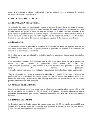 cuanto a la resistencia a plagas y enfermedades, han de utilizarse clones o cultivares de Manihot
esculenta como fuentes de resistencia.
6.- PARTICULARIDADES DEL CULTIVO
6.1.- PREPARACIÓN DE LA TIERRA
Se realizarán dos pases de rastra pesada, en cruz y un pase de rastra ligera, en suelos de sabana,
cubiertos de pastos naturales, francos o franco arenosos. En suelos de pH ácido, por debajo de 5, tras
la labor anterior se aplicará 1 tm de cal viva por hectárea. Si se aplica carbonato de calcio, no se
podrá realizar la plantación hasta 1-2 meses después. En suelos francos o franco-arcilloso-limosos o
ácidos, se llevará a cabo un pase de arado integral o de tiro, seguido del encalado y de dos rastreos
livianos, o como alternativa, dos pases de rastra pesada seguidos de dos pases de rastra liviana.
6.2.- PLANTACIÓN
Se recomienda realizar la plantación al comienzo de la estación de lluvias. En aquellas zonas en las
que llueve durante todo el año, se podrá planificar la plantación de acuerdo a las demandas del
mercado o las necesidades de la industria.
Si el cultivo de la yuca es industrial es preferible hacerlo en caballones. Dulong apunta tres diseños
de plantación:
- En platabandas convexas, de dimensiones 1,60 x 1,80 m de ancho sobre las que se plantan dos
hileras de yuca. Cuando la precipitación anual supera los 1.300 mm.
- En caballones (camellones), a una distancia de 0,80 m, en suelos poco profundos o cuando hay
riesgo de humedad permanente.
- En suelos planos, para suelos poco profundos y de estructura pobre. Es el más rápido y económico.
Tras varios estudios en los que se evaluaba la orientación y el tamaño de la estaca, a sí como su
profundidad en el rendimiento del cultivo, parece ser que el sistema más indicado sería el de
orientación horizontal y con estacas de unos 15 cm y colocadas a una profundidad de 5-6 cm. Así se
permite la mecanización de la plantación.
6.3.- MARCOS DE PLANTACIÓN
Para la producción de raíces reservantes para la industria se recomienda utilizar marcos 1,20 x 1,00
m2, (8.300 plantas por hectárea), ó 1,20 x 0,80 m2 (10.375 plantas / hectárea). Mientras que para la
producción semimecanizada para casabe y almidón el marco será de 1,00 x 0,80 m2 (12.509 plantas /
hectárea).
6.4.- LIMPIAS Y ESCARDAS
Se llevarán a cabo las limpias cuando las plantas tengan entre 20-30 cm, siendo recomendable una
segunda labor a los dos meses. En el caso que haya asociación de cultivos, se reducirán estas labores,
y en el caso que sean leguminosas no se realizarán.
 