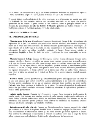 16-24 meses. La concentración de P2O5 de distintos fertilizantes fosfatados es: Superfosfato triple 44
- 48 %, Superfosfato simple 16 - 20 %, Harina de huesos 23 - 25 %. En estado sólido.
El potasio influye en el rendimiento de las raíces reservantes y en el contenido en materia seca total.
La deficiencia de este elemento provoca una coloración bronceada en las hojas con posterior
quemadura de los bordes. Algunos autores lo han calificado como el principal elemento en el
abonado. La concentración de K2O de distintos fertilizantes potásicos es: Sulfato potásico 48 - 50
%, Cloruro potásico 45 %, Nitrato potásico 44 %. En estado sólido.
7.- PLAGAS Y ENFERMEDADES
7.1.- ENFERMEDADES FÚNGICAS
- Mancha parda de la hoja. Causada por Cercospora henninsgsii. Es una de las enfermedades más
importantes de la yuca. Los síntomas que provoca son manchas marrones, más definidas en el haz y
menos en el envés. Las venas cercanas a las lesiones circulares pueden aparecer de color negro. Las
hojas situadas en la parte baja de la planta son más susceptibles de ser atacadas. Para controlar la
enfermedad, lo mejor es utilizar variedades resistentes al hongo. Como control químico se
recomiendan fungicidas a base de óxido de cobre y oxicloruro de cobre suspendidos en aceite
mineral.
- Mancha blanca de la hoja. Causada por Cercospora caribae. Es una enfermedad frecuente en los
periodos húmedos y frescos. Los daños que causan estas especies comienza por un amarilleamiento
en la hoja, en el centro aparece un color pardo en cuyo borde en ocasiones aparece una línea irregular
pardo-violeta. En las hojas produce manchas irregulares, primero amarillas y posteriormente pardas
de unos 5 - 10 mm. El hongo penetra en la planta a través de los estomas, invadiendo posteriormente
los espacios intercelulares. El hongo sobrevive en la época seca sobre los tejidos viejos infectados,
para volver a iniciar su actividad en el periodo de lluvias. No se conoce ninguna variedad resistente
específica.
- Ceniza o mildiu. Causada por Oidium sp. Esta enfermedad aparece en la época seca. La ceniza de
la yuca está causada por Oidium manihotis. Ataca preferentemente a las hojas más desarrolladas.
Provoca lesiones amarillentas en las que en ocasiones aparecen áreas necróticas de color marrón.
Pudiendo llegar hasta provocar la defoliación de la planta. En cuanto al control de la enfermedad,
parece ser que existen variedades resistentes. También se recomienda la aplicación de productos a
base de azufre por aspersión.
- Añublo pardo fungoso. Causada por Cercospora vicosae. Suele presentarse donde aparece la
mancha parda. Los síntomas son manchas grandes de color marrón, siendo marrón grisáceo en el
envés. Puede ocasionar defoliaciones severas en variedades susceptibles. No obstante, no es una
enfermedad que ocasione grandes pérdidas. Para controlar la enfermedad se recomienda excesiva
humedad en el suelo y el empleo de variedades resistentes.
- Pudrición seca del tallo y la raíz. Causada por Diplodia manihotis. Aparece una pudrición radical
que conllevará a la muerte de la planta. También ataca el material de propagación almacenado, sobre
todo en condiciones de alta humedad relativa, y a los restos de tallos que se han dejado en el terreno.
Para controlar la enfermedad se recomienda la rotación con cultivos como maíz o sorgo. Se deben
utilizar estacas sanas en la plantación desinfectando adecuadamente las herramientas.
 