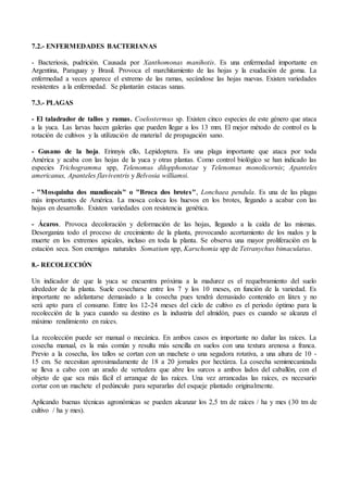 7.2.- ENFERMEDADES BACTERIANAS
- Bacteriosis, pudrición. Causada por Xanthomonas manihotis. Es una enfermedad importante en
Argentina, Paraguay y Brasil. Provoca el marchitamiento de las hojas y la exudación de goma. La
enfermedad a veces aparece el extremo de las ramas, secándose las hojas nuevas. Existen variedades
resistentes a la enfermedad. Se plantarán estacas sanas.
7.3.- PLAGAS
- El taladrador de tallos y ramas. Coelostermus sp. Existen cinco especies de este género que ataca
a la yuca. Las larvas hacen galerías que pueden llegar a los 13 mm. El mejor método de control es la
rotación de cultivos y la utilización de material de propagación sano.
- Gusano de la hoja. Erinnyis ello, Lepidoptera. Es una plaga importante que ataca por toda
América y acaba con las hojas de la yuca y otras plantas. Como control biológico se han indicado las
especies Trichogramma spp, Telenomus dilopphonotae y Telenomus monolicornis; Apanteles
americanus, Apanteles flaviventris y Belvosia williamsi.
- "Mosquinha dos mandiocais" o "Broca dos brotes", Lonchaea pendula. Es una de las plagas
más importantes de América. La mosca coloca los huevos en los brotes, llegando a acabar con las
hojas en desarrollo. Existen variedades con resistencia genética.
- Ácaros. Provoca decoloración y deformación de las hojas, llegando a la caída de las mismas.
Desorganiza todo el proceso de crecimiento de la planta, provocando acortamiento de los nudos y la
muerte en los extremos apicales, incluso en toda la planta. Se observa una mayor proliferación en la
estación seca. Son enemigos naturales Somatium spp, Karschomia spp de Tetranychus bimaculatus.
8.- RECOLECCIÓN
Un indicador de que la yuca se encuentra próxima a la madurez es el requebramiento del suelo
alrededor de la planta. Suele cosecharse entre los 7 y los 10 meses, en función de la variedad. Es
importante no adelantarse demasiado a la cosecha pues tendrá demasiado contenido en látex y no
será apto para el consumo. Entre los 12-24 meses del ciclo de cultivo es el periodo óptimo para la
recolección de la yuca cuando su destino es la industria del almidón, pues es cuando se alcanza el
máximo rendimiento en raíces.
La recolección puede ser manual o mecánica. En ambos casos es importante no dañar las raíces. La
cosecha manual, es la más común y resulta más sencilla en suelos con una textura arenosa a franca.
Previo a la cosecha, los tallos se cortan con un machete o una segadora rotativa, a una altura de 10 -
15 cm. Se necesitan aproximadamente de 18 a 20 jornales por hectárea. La cosecha semimecanizada
se lleva a cabo con un arado de vertedera que abre los surcos a ambos lados del caballón, con el
objeto de que sea más fácil el arranque de las raíces. Una vez arrancadas las raíces, es necesario
cortar con un machete el pedúnculo para separarlas del esqueje plantado originalmente.
Aplicando buenas técnicas agronómicas se pueden alcanzar los 2,5 tm de raíces / ha y mes (30 tm de
cultivo / ha y mes).
 