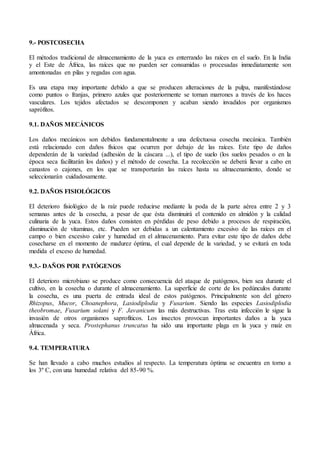 9.- POSTCOSECHA
El métodos tradicional de almacenamiento de la yuca es enterrando las raíces en el suelo. En la India
y el Este de África, las raíces que no pueden ser consumidas o procesadas inmediatamente son
amontonadas en pilas y regadas con agua.
Es una etapa muy importante debido a que se producen alteraciones de la pulpa, manifestándose
como puntos o franjas, primero azules que posteriormente se tornan marrones a través de los haces
vasculares. Los tejidos afectados se descomponen y acaban siendo invadidos por organismos
saprófitos.
9.1. DAÑOS MECÁNICOS
Los daños mecánicos son debidos fundamentalmente a una defectuosa cosecha mecánica. También
está relacionado con daños físicos que ocurren por debajo de las raíces. Este tipo de daños
dependerán de la variedad (adhesión de la cáscara ...), el tipo de suelo (los suelos pesados o en la
época seca facilitarán los daños) y el método de cosecha. La recolección se deberá llevar a cabo en
canastos o cajones, en los que se transportarán las raíces hasta su almacenamiento, donde se
seleccionarán cuidadosamente.
9.2. DAÑOS FISIOLÓGICOS
El deterioro fisiológico de la raíz puede reducirse mediante la poda de la parte aérea entre 2 y 3
semanas antes de la cosecha, a pesar de que ésta disminuirá el contenido en almidón y la calidad
culinaria de la yuca. Estos daños consisten en pérdidas de peso debido a procesos de respiración,
disminución de vitaminas, etc. Pueden ser debidas a un calentamiento excesivo de las raíces en el
campo o bien excesivo calor y humedad en el almacenamiento. Para evitar este tipo de daños debe
cosecharse en el momento de madurez óptima, el cual depende de la variedad, y se evitará en toda
medida el exceso de humedad.
9.3.- DAÑOS POR PATÓGENOS
El deterioro microbiano se produce como consecuencia del ataque de patógenos, bien sea durante el
cultivo, en la cosecha o durante el almacenamiento. La superficie de corte de los pedúnculos durante
la cosecha, es una puerta de entrada ideal de estos patógenos. Principalmente son del género
Rhizopus, Mucor, Choanephora, Lasiodiplodia y Fusarium. Siendo las especies Lasiodiplodia
theobromae, Fusarium solani y F. Javanicum las más destructivas. Tras esta infección le sigue la
invasión de otros organismos saprofíticos. Los insectos provocan importantes daños a la yuca
almacenada y seca. Prostephanus truncatus ha sido una importante plaga en la yuca y maíz en
África.
9.4. TEMPERATURA
Se han llevado a cabo muchos estudios al respecto. La temperatura óptima se encuentra en torno a
los 3º C, con una humedad relativa del 85-90 %.
 
