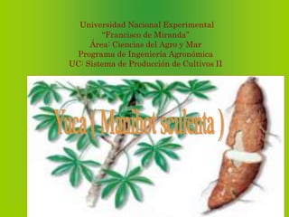 Universidad Nacional Experimental
“Francisco de Miranda”
Área: Ciencias del Agro y Mar
Programa de Ingeniería Agronómica
UC: Sistema de Producción de Cultivos II
 