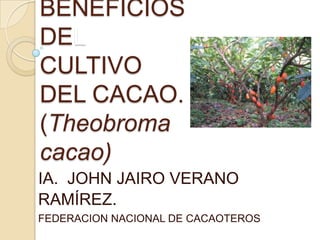 BENEFICIOS
DEL
CULTIVO
DEL CACAO.
(Theobroma
cacao)
IA. JOHN JAIRO VERANO
RAMÍREZ.
FEDERACION NACIONAL DE CACAOTEROS
 