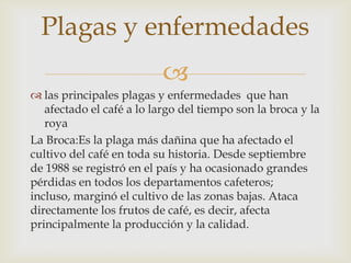 
 las principales plagas y enfermedades que han
afectado el café a lo largo del tiempo son la broca y la
roya
La Broca:Es la plaga más dañina que ha afectado el
cultivo del café en toda su historia. Desde septiembre
de 1988 se registró en el país y ha ocasionado grandes
pérdidas en todos los departamentos cafeteros;
incluso, marginó el cultivo de las zonas bajas. Ataca
directamente los frutos de café, es decir, afecta
principalmente la producción y la calidad.
Plagas y enfermedades
 