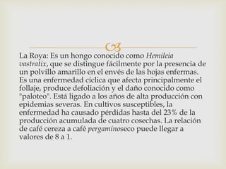 La Roya: Es un hongo conocido como Hemileia
vastratix, que se distingue fácilmente por la presencia de
un polvillo amarillo en el envés de las hojas enfermas.
Es una enfermedad cíclica que afecta principalmente el
follaje, produce defoliación y el daño conocido como
"paloteo". Está ligado a los años de alta producción con
epidemias severas. En cultivos susceptibles, la
enfermedad ha causado pérdidas hasta del 23% de la
producción acumulada de cuatro cosechas. La relación
de café cereza a café pergaminoseco puede llegar a
valores de 8 a 1.
 