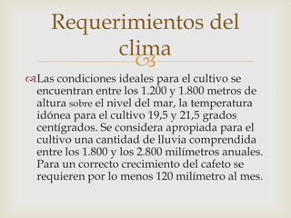 
Las condiciones ideales para el cultivo se
encuentran entre los 1.200 y 1.800 metros de
altura sobre el nivel del mar, la temperatura
idónea para el cultivo 19,5 y 21,5 grados
centígrados. Se considera apropiada para el
cultivo una cantidad de lluvia comprendida
entre los 1.800 y los 2.800 milímetros anuales.
Para un correcto crecimiento del cafeto se
requieren por lo menos 120 milímetro al mes.
Requerimientos del
clima
 
