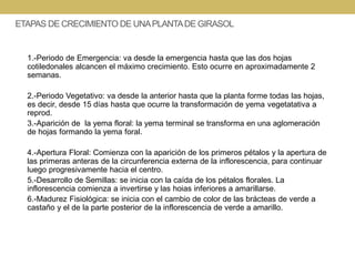 ETAPAS DE CRECIMIENTO DE UNAPLANTADE GIRASOL
1.-Periodo de Emergencia: va desde la emergencia hasta que las dos hojas
coti...
