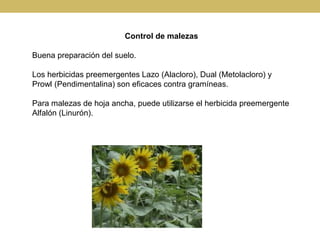 Control de malezas
Buena preparación del suelo.
Los herbicidas preemergentes Lazo (Alacloro), Dual (Metolacloro) y
Prowl (...