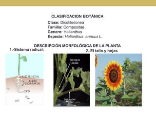 CLASIFICACION BOTÁNICA
Clase: Dicotiledonea
Familia: Compositae
Genero: Helianthus
Especie: Helianthus annuus L.
DESCRIPCI...