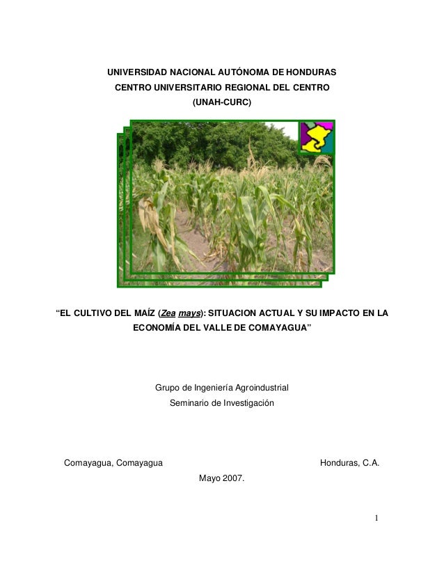 El Cultivo Del Maiz Situacion Actual Y Su Impacto En La Economia Del