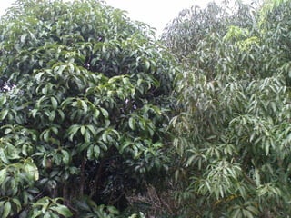 El cultivo del mango