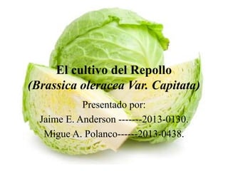 El cultivo del Repollo
(Brassica oleracea Var. Capitata)
Presentado por:
Jaime E. Anderson -------2013-0130.
Migue A. Polanco------2013-0438.
 