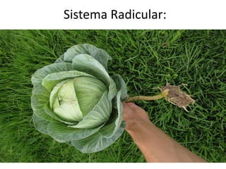 Sistema Radicular:
 