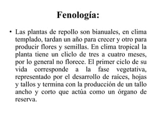 Fenología:
• Las plantas de repollo son bianuales, en clima
templado, tardan un año para crecer y otro para
producir flores y semillas. En clima tropical la
planta tiene un cliclo de tres a cuatro meses,
por lo general no florece. El primer ciclo de su
vida corresponde a la fase vegetativa,
representado por el desarrollo de raíces, hojas
y tallos y termina con la producción de un tallo
ancho y corto que actúa como un órgano de
reserva.
 