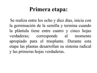 Primera etapa:
Se realiza entre los ocho y diez días, inicia con
la germinación de la semilla y termina cuando
la plántula tiene entre cuatro y cinco hojas
verdaderas; corresponde al momento
apropiado para el trasplante. Durante esta
etapa las plantas desarrollan su sistema radical
y las primeras hojas verdaderas.
 
