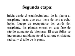 Segunda etapa:
Inicia desde el establecimiento de la planta al
trasplante hasta que esta tiene de seis a ocho
hojas. Luego de recuperarse del estrés del
trasplante, las plantas entran en una fase de
rápido aumento de biomasa. El área foliar se
incrementa rápidamente al igual que el sistema
radical y el tallo de la panta.
 