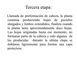 Tercera etapa:
Llamada de preformación de cabeza, la planta
continua produciendo hojas de peciolos
alargados y limbos extendidos, finaliza cuando
la planta tiene aproximadamente doce hojas.
Las hojas originadas hasta ese momento, no
formaran parte de la cabeza y solo algunas de
las producidas durante la ultima etapa se
doblaran ligeramente para formar una capa
protectora.
 