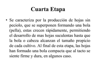Cuarta Etapa
• Se caracteriza por la producción de hojas sin
peciolo, que se superponen formando una bola
(pella), estas crecen rápidamente, permitiendo
el desarrollo de mas hojas suculentas hasta que
la bola o cabeza alcanzan el tamaño propicio
de cada cultivo. Al final de esta etapa, las hojas
han formado una bola compacta que al tacto se
siente firme y dura, en algunos caso.
 
