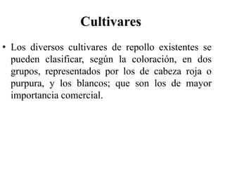 Cultivares
• Los diversos cultivares de repollo existentes se
pueden clasificar, según la coloración, en dos
grupos, representados por los de cabeza roja o
purpura, y los blancos; que son los de mayor
importancia comercial.
 