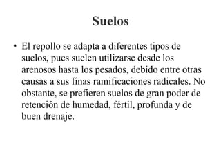 Suelos
• El repollo se adapta a diferentes tipos de
suelos, pues suelen utilizarse desde los
arenosos hasta los pesados, debido entre otras
causas a sus finas ramificaciones radicales. No
obstante, se prefieren suelos de gran poder de
retención de humedad, fértil, profunda y de
buen drenaje.
 
