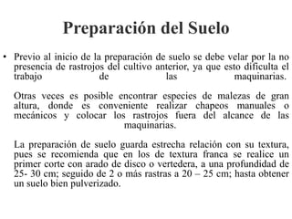 Preparación del Suelo
• Previo al inicio de la preparación de suelo se debe velar por la no
presencia de rastrojos del cultivo anterior, ya que esto dificulta el
trabajo de las maquinarias.
Otras veces es posible encontrar especies de malezas de gran
altura, donde es conveniente realizar chapeos manuales o
mecánicos y colocar los rastrojos fuera del alcance de las
maquinarias.
La preparación de suelo guarda estrecha relación con su textura,
pues se recomienda que en los de textura franca se realice un
primer corte con arado de disco o vertedera, a una profundidad de
25- 30 cm; seguido de 2 o más rastras a 20 – 25 cm; hasta obtener
un suelo bien pulverizado.
 