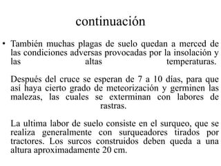 continuación
• También muchas plagas de suelo quedan a merced de
las condiciones adversas provocadas por la insolación y
las altas temperaturas.
Después del cruce se esperan de 7 a 10 días, para que
así haya cierto grado de meteorización y germinen las
malezas, las cuales se exterminan con labores de
rastras.
La ultima labor de suelo consiste en el surqueo, que se
realiza generalmente con surqueadores tirados por
tractores. Los surcos construidos deben queda a una
altura aproximadamente 20 cm.
 