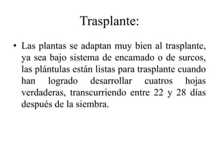 Trasplante:
• Las plantas se adaptan muy bien al trasplante,
ya sea bajo sistema de encamado o de surcos,
las plántulas están listas para trasplante cuando
han logrado desarrollar cuatros hojas
verdaderas, transcurriendo entre 22 y 28 días
después de la siembra.
 