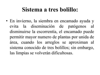 Sistema a tres bolillo:
• En invierno, la siembra en encamado ayuda y
evita la diseminación de patógenos al
disminuirse la escorrentía, el encamado puede
permitir mayor numero de plantas por unida de
área, cuando los arreglos se aproximan al
sistema conocido de tres bolillos; sin embargo,
las limpias se volverán dificultosas.
 