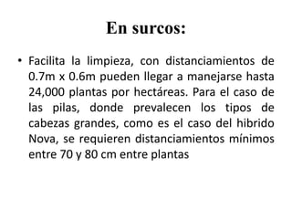 En surcos:
• Facilita la limpieza, con distanciamientos de
0.7m x 0.6m pueden llegar a manejarse hasta
24,000 plantas por hectáreas. Para el caso de
las pilas, donde prevalecen los tipos de
cabezas grandes, como es el caso del hibrido
Nova, se requieren distanciamientos mínimos
entre 70 y 80 cm entre plantas
 