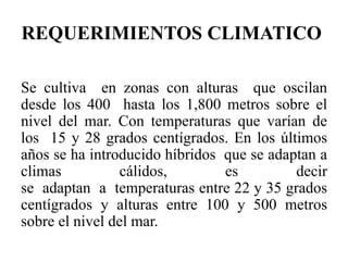 REQUERIMIENTOS CLIMATICO
Se cultiva en zonas con alturas que oscilan
desde los 400 hasta los 1,800 metros sobre el
nivel del mar. Con temperaturas que varían de
los 15 y 28 grados centígrados. En los últimos
años se ha introducido híbridos que se adaptan a
climas cálidos, es decir
se adaptan a temperaturas entre 22 y 35 grados
centígrados y alturas entre 100 y 500 metros
sobre el nivel del mar.
 