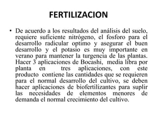 FERTILIZACION
• De acuerdo a los resultados del análisis del suelo,
requiere suficiente nitrógeno, el fosforo para el
desarrollo radicular optimo y asegurar el buen
desarrollo y el potasio es muy importante en
verano para mantener la turgencia de las plantas.
Hacer 3 aplicaciones de Bocashi, media libra por
planta en tres aplicaciones, con este
producto contiene las cantidades que se requieren
para el normal desarrollo del cultivo, se deben
hacer aplicaciones de biofertilizantes para suplir
las necesidades de elementos menores de
demanda el normal crecimiento del cultivo.
 