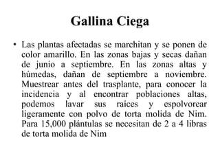 Gallina Ciega
• Las plantas afectadas se marchitan y se ponen de
color amarillo. En las zonas bajas y secas dañan
de junio a septiembre. En las zonas altas y
húmedas, dañan de septiembre a noviembre.
Muestrear antes del trasplante, para conocer la
incidencia y al encontrar poblaciones altas,
podemos lavar sus raíces y espolvorear
ligeramente con polvo de torta molida de Nim.
Para 15,000 plántulas se necesitan de 2 a 4 libras
de torta molida de Nim
 