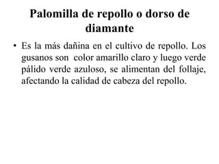 Palomilla de repollo o dorso de
diamante
• Es la más dañina en el cultivo de repollo. Los
gusanos son color amarillo claro y luego verde
pálido verde azuloso, se alimentan del follaje,
afectando la calidad de cabeza del repollo.
 
