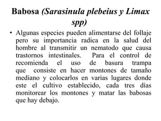 Babosa (Sarasinula plebeius y Limax
spp)
• Algunas especies pueden alimentarse del follaje
pero su importancia radica en la salud del
hombre al transmitir un nematodo que causa
trastornos intestinales. Para el control de
recomienda el uso de basura trampa
que consiste en hacer montones de tamaño
mediano y colocarlos en varias lugares donde
este el cultivo establecido, cada tres días
monitorear los montones y matar las babosas
que hay debajo.
 