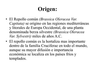 Origen:
• El Repollo común (Brassica Oleracea Var.
Capitata) se origino en las regiones mediterráneas
y litorales de Europa Occidental, de una planta
denominada berza silvestre (Brassica Oleracea
Var. Sylvestri) miles de años A.C.
• El repollo común es la hortaliza mas importante
dentro de la familia Cruciferae en todo el mundo,
aunque su mayor difusión e importancia
económica se localiza en los países fríos y
templados.
 