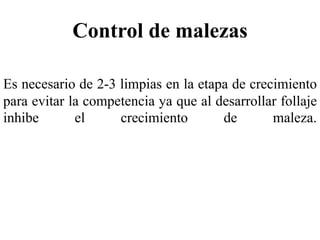 Control de malezas
Es necesario de 2-3 limpias en la etapa de crecimiento
para evitar la competencia ya que al desarrollar follaje
inhibe el crecimiento de maleza.
 