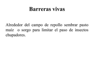 Barreras vivas
Alrededor del campo de repollo sembrar pasto
maíz o sorgo para limitar el paso de insectos
chupadores.
 