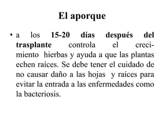 El aporque
• a los 15-20 días después del
trasplante controla el creci-
miento hierbas y ayuda a que las plantas
echen raíces. Se debe tener el cuidado de
no causar daño a las hojas y raíces para
evitar la entrada a las enfermedades como
la bacteriosis.
 