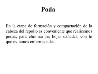 Poda
En la etapa de formación y compactación de la
cabeza del repollo es conveniente que realicemos
podas, para eliminar las hojas dañadas, con lo
que evitamos enfermedades.
 