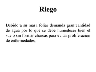 Riego
Debido a su masa foliar demanda gran cantidad
de agua por lo que se debe humedecer bien el
suelo sin formar charcas para evitar proliferación
de enfermedades.
 