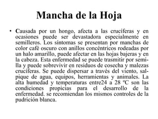 Mancha de la Hoja
• Causada por un hongo, afecta a las crucíferas y en
ocasiones puede ser devastadora especialmente en
semilleros. Los síntomas se presentan por manchas de
color café oscuro con anillos concéntricos rodeadas por
un halo amarillo, puede afectar en las hojas bajeras y en
la cabeza. Esta enfermedad se puede trasmitir por semi-
lla y puede sobrevivir en residuos de cosecha y malezas
crucíferas. Se puede dispersar a través del viento, sal-
pique de agua, equipos, herramientas y animales. La
alta humedad y temperaturas entre24 a 28 ºC son las
condiciones propicias para el desarrollo de la
enfermedad. se recomiendan los mismos controles de la
pudrición blanca.
 