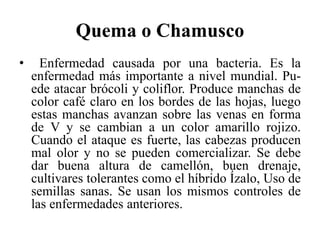 Quema o Chamusco
• Enfermedad causada por una bacteria. Es la
enfermedad más importante a nivel mundial. Pu-
ede atacar brócoli y coliflor. Produce manchas de
color café claro en los bordes de las hojas, luego
estas manchas avanzan sobre las venas en forma
de V y se cambian a un color amarillo rojizo.
Cuando el ataque es fuerte, las cabezas producen
mal olor y no se pueden comercializar. Se debe
dar buena altura de camellón, buen drenaje,
cultivares tolerantes como el híbrido Ízalo, Uso de
semillas sanas. Se usan los mismos controles de
las enfermedades anteriores.
 